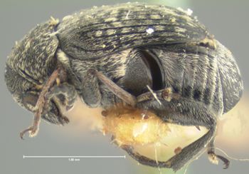 Media type: image;   Entomology 8204 Aspect: habitus lateral view